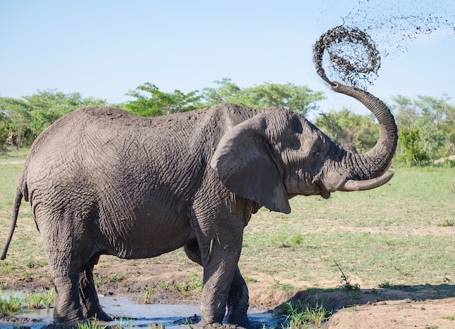 Grey elephant playing with mud